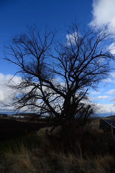 DSC_2877 (Large).JPG